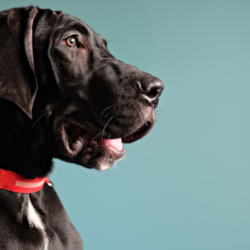 dogue allemand noir sur un fond bleu