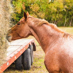 cheval qui mange du foin