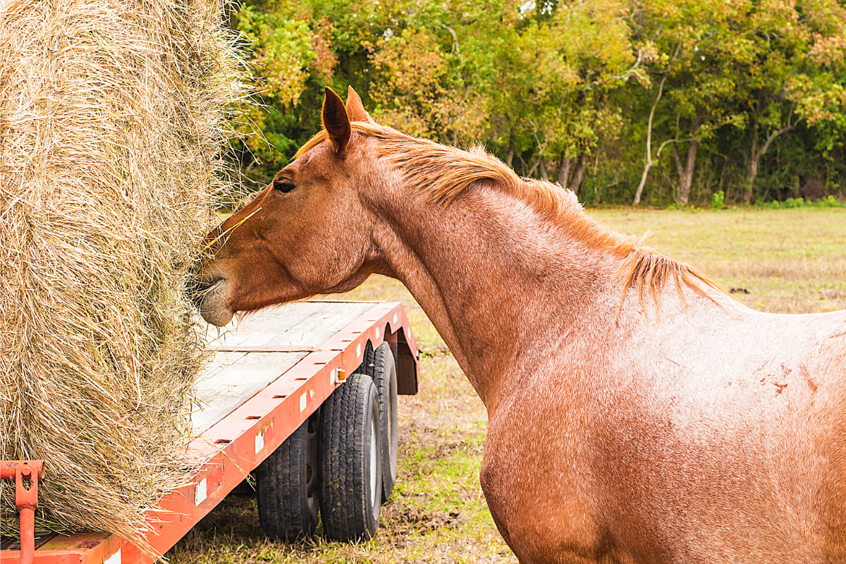 cheval qui mange du foin
