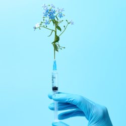 Un gant médical bleu tenant une seringue remplie d'acide rosmarinique, avec une fleur bleue émergeant de l'aiguille. L'image illustre le potentiel de l'acide rosmarinique, un polyphénol naturel trouvé dans des herbes comme le romarin, pour prévenir et inverser la glycation, contribuant à des effets anti-âge significatifs et à la protection de la peau contre les dommages cellulaires.