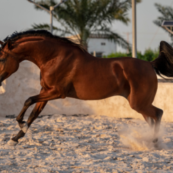 pur-sang arabe qui se défoule