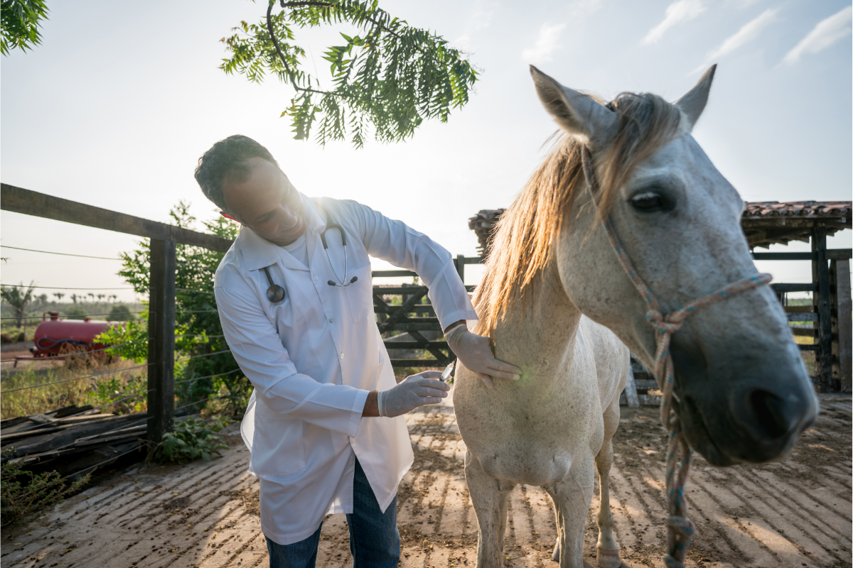 vétérinaire s'apprêtant à vacciner un cheval gris