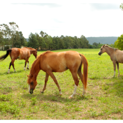 chevaux qui broutent