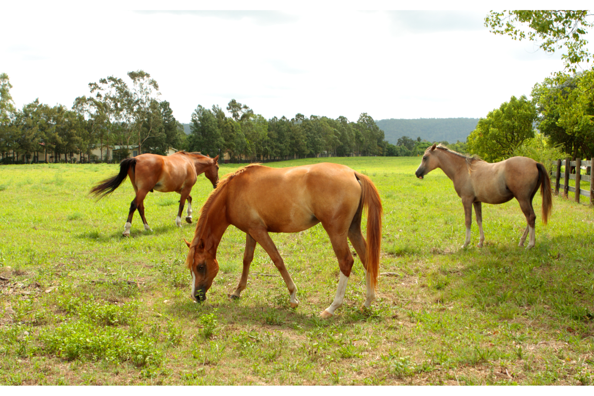chevaux qui broutent