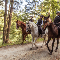 trois chevaux et leur cavalier qui se promènent en forêt