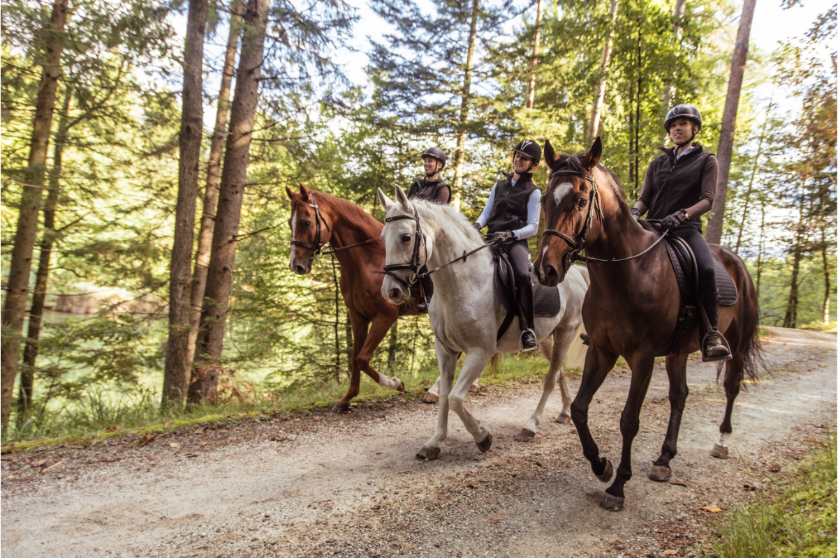 trois chevaux et leur cavalier qui se promènent en forêt