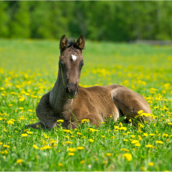 poulain couché dans un champ de fleurs