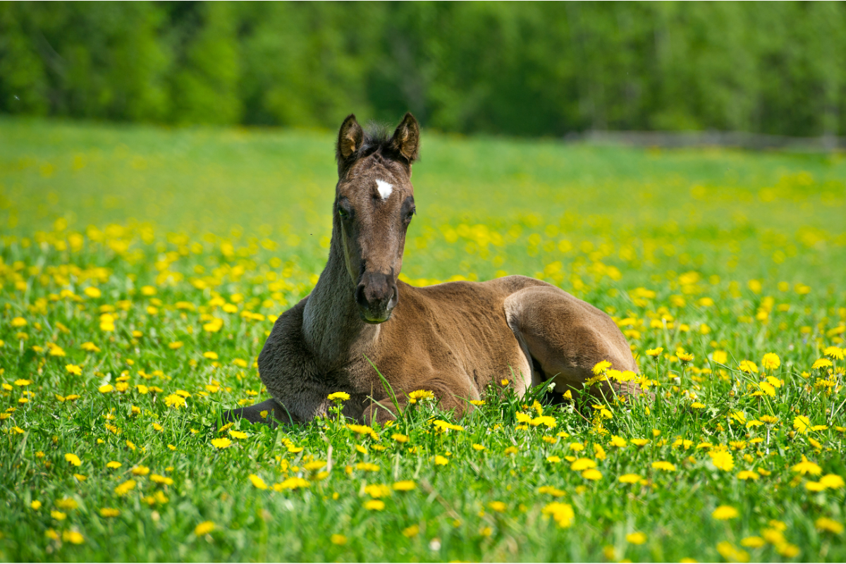 poulain couché dans un champ de fleurs