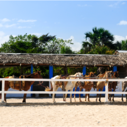 chevaux attachés à une barrière