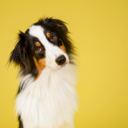chien type berger avec la tête penchée sur le coté