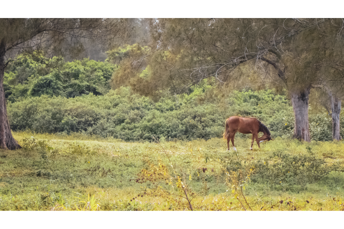 cheval dans un pré dans la forêt