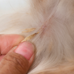 zoom d'un épillet accroché à des poils