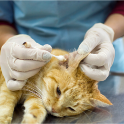 vétérinaire qui nettoie les oreilles d'un chat