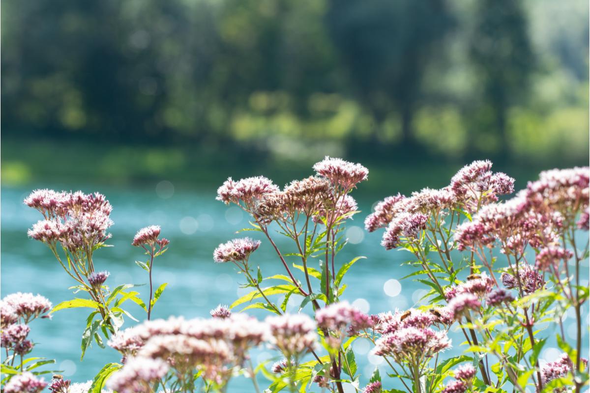 photo de valériane en fleurs devant un point d'eau