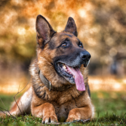 chien de race berger allemand couché dans l'herbe