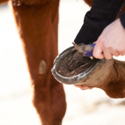 sabot d'un cheval entrain d'être nettoyé