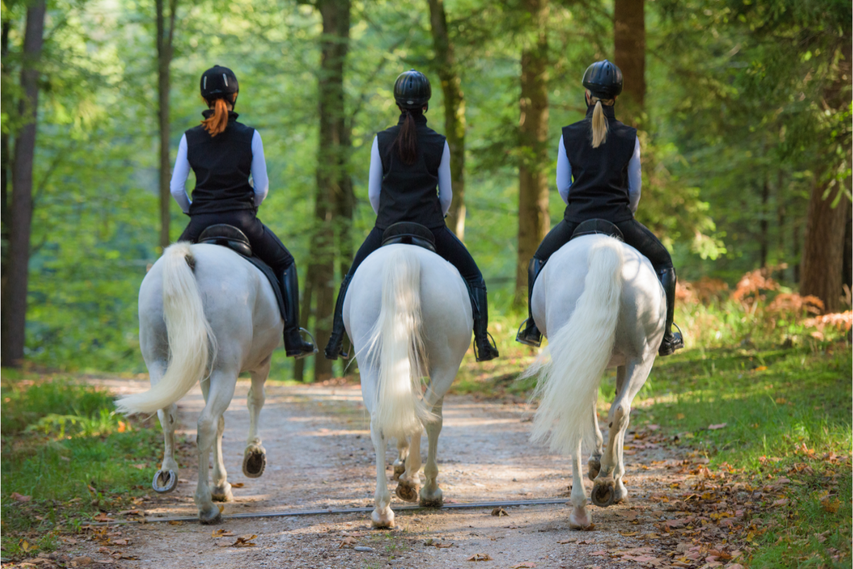 3 cavalières sur des chevaux gris en balade en forêt
