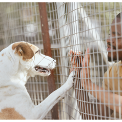 chien type jack russel dans un refuge pour animaux