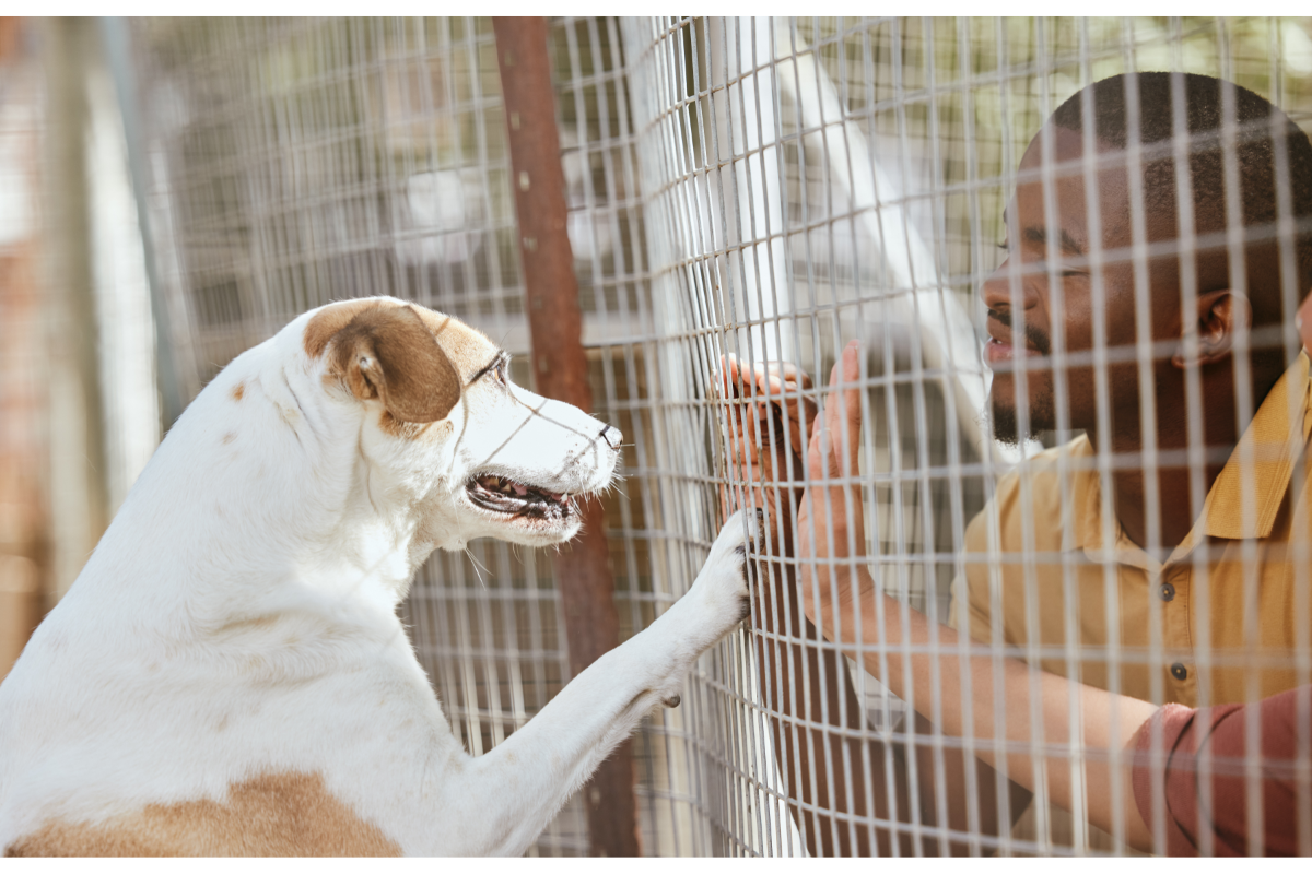 chien type jack russel dans un refuge pour animaux