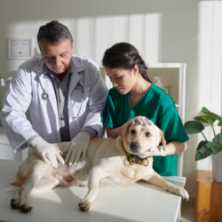 labrador chez le vétérinaire