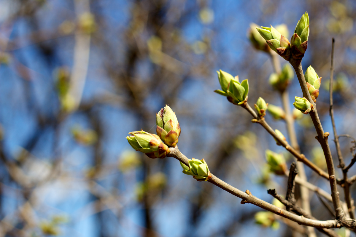 bourgeons sur un arbre au printemps