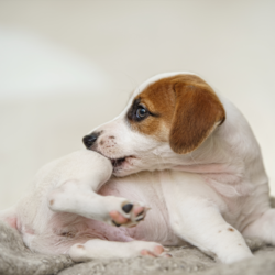 chiot type jack russel qui se gratte