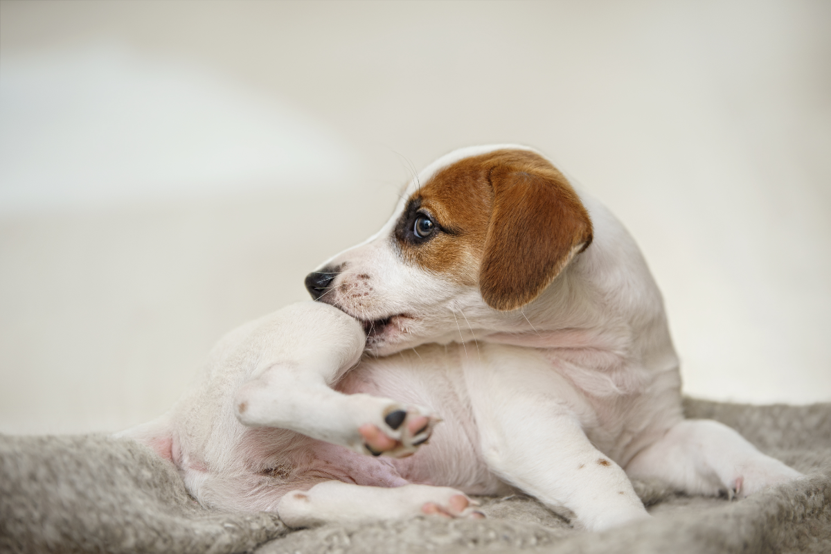 chiot type jack russel qui se gratte