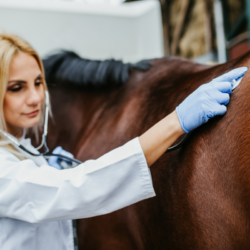 vétérinaire qui examine un cheval