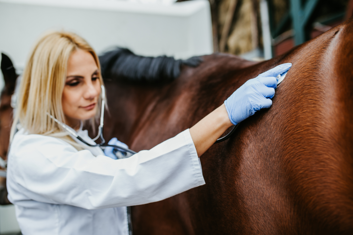 vétérinaire qui examine un cheval
