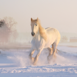 cheval blanc dans la neige
