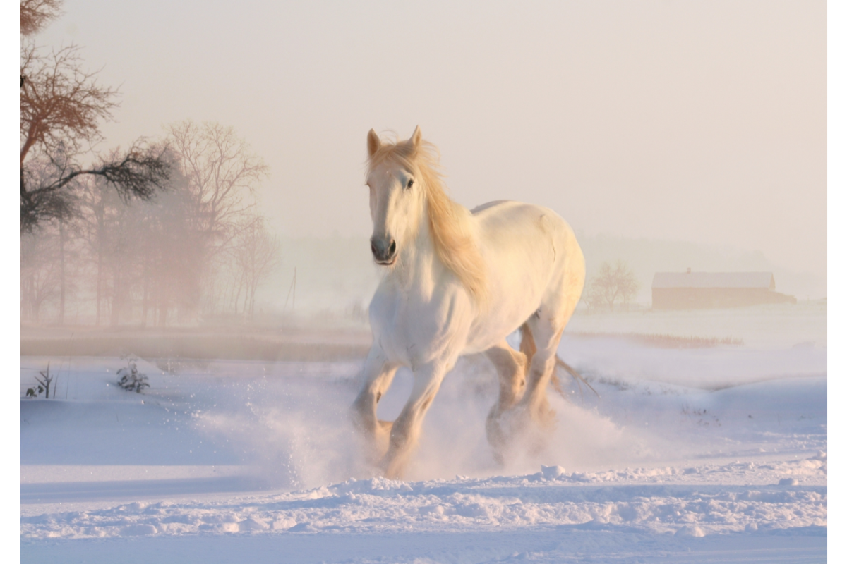 cheval blanc dans la neige
