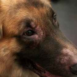 Close-up van een hond met atopische dermatitis, met roodheid en kale plekken rond de ogen en snuit.